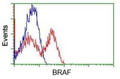 Flow Cytometry: B-Raf Antibody (OTI5A9) - Azide and BSA Free [NBP2-70260] - HEK293T cells transfected with either overexpression plasmid (Red) or empty vector control plasmid (Blue) were immunostaining by anti-B Raf antibody, and then analyzed by flow cytometry.