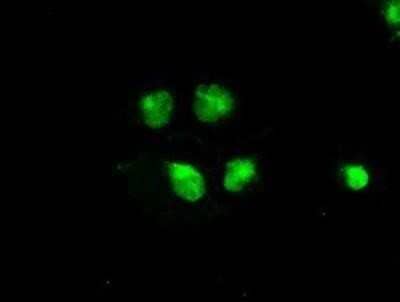 Immunocytochemistry/Immunofluorescence: B-Raf Antibody (OTI5A9) - Azide and BSA Free [NBP2-70260] - Staining of COS7 cells transiently transfected by pCMV6-ENTRY B Raf.