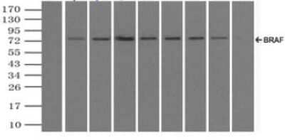 Immunoprecipitation: B-Raf Antibody (OTI5A9) - Azide and BSA Free [NBP2-70260] - (Negative control: IP without adding anti-BRAF antibody.). For each experiment, 500ul of DDK tagged BRAF overexpression lysates (at 1:5 dilution with HEK293T lysate), 2ug of anti-BRAF antibody and 20ul (0.1mg) of goat anti-mouse conjugated magnetic beads were mixed and incubated overnight. After extensive wash to remove any non-specific binding, the immuno-precipitated products were analyzed with rabbit anti-DDK polyclonal antibody.