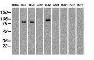 Western Blot: B-Raf Antibody (OTI5A9) - Azide and BSA Free [NBP2-70260] - Analysis of extracts (35ug) from 9 different cell lines by using anti-B Raf monoclonal antibody.