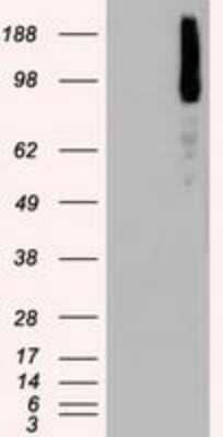 Western Blot: B-Raf Antibody (OTI5A9) - Azide and BSA Free [NBP2-70260] - HEK293T cells were transfected with the pCMV6-ENTRY control (Left lane) or pCMV6-ENTRY BRAF (Right lane) cDNA for 48 hrs and lysed. Equivalent amounts of cell lysates (5 ug per lane) were separated by SDS-PAGE and immunoblotted with antibody