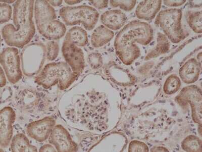 Immunohistochemistry-Paraffin: B-Raf Antibody (RM308) [NBP2-61499] - Staining of human kidney tissue section using NBP2-61499.