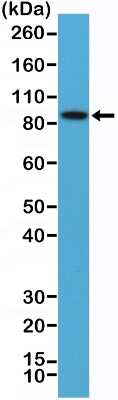 Western Blot: B-Raf Antibody (RM308) [NBP2-61499] - K562 cells lysate using NBP2-61499.