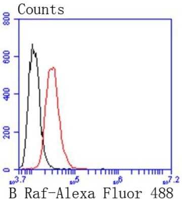 Flow Cytometry: B-Raf Antibody (SU34-04) [NBP2-67469] - Analysis of Hela cells with B Raf antibody at 1/50 dilution (red) compared with an unlabelled control (cells without incubation with primary antibody; black). Alexa Fluor 488-conjugated goat anti rabbit IgG was used as the secondary antibody