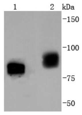 Western Blot: B-Raf [p Thr401] Antibody (JJ08-72) [NBP2-67846] - Analysis of Phospho-B Raf(T401) on different lysates using anti-Phospho-B Raf(T401) antibody at 1/1,000 dilution. Positive control: Lane 1: Mouse testis Lane 2: PC-12