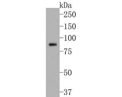 Western Blot: B-Raf [p Thr401] Antibody (JJ08-72) [NBP2-67846] - Analysis of B-Raf [p Thr401] on PC-12 cell lysates. Proteins were transferred to a PVDF membrane and blocked with 5% BSA in PBS for 1 hour at room temperature. The primary antibody (1/500) was used in 5% BSA at room temperature for 2 hours. Goat Anti-Rabbit IgG - HRP Secondary Antibody at 1:200,000 dilution was used for 1 hour at room temperature.