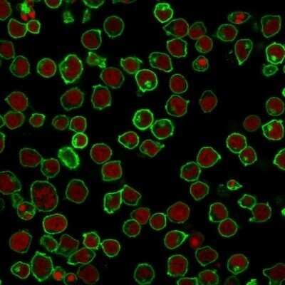 Immunocytochemistry/Immunofluorescence: B220/CD45R Antibody (F10-89-4) - Azide and BSA Free [NBP2-54455] - Immunofluorescence Analysis of PFA-fixed Jurkat cells labeling CD45 with B220/CD45R Antibody (F10-89-4) followed by Goat anti-Mouse IgG-CF488 (Green). The nuclear counterstain is Red Dot.