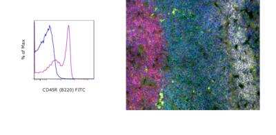 Immunohistochemistry-Frozen: B220/CD45R Antibody (HIS24) [FITC] [NBP1-44007] - Staining of rat splenocytes with 0.5 ug of Mouse IgG2b K Isotype Control FITC (blue histogram) or 0.5 ug of Anti-Rat CD45R (B220) FITC (purple histogram). Cells in the lymphocyte gate were used for analysis (left). Immunohistochemistry of frozen rat spleen using 10 ug/mL Anti-Rat CD45R (B220) FITC (green), 10 ug/mL Anti-Rat Marginal Zone B Cells eFluor 660 (white), and 10 ug/mL Anti-Rat CD3 Biotin followed by 1 ug/mL Streptavidin eFluor (R) 570 (red). Nuclei are stained with DAPI (blue)(right).