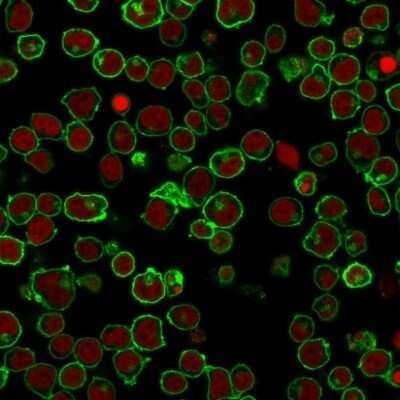 Immunocytochemistry/Immunofluorescence: B220/CD45R Antibody (PTPRC/1461) - Azide and BSA Free [NBP2-54464] - Immunofluorescence Analysis of PFA-fixed Jurkat cells labeling CD45RA with B220/CD45R Antibody (PTPRC/1461) followed by Goat anti-Mouse IgG-CF488 (Green). The nuclear counterstain is Red Dot.