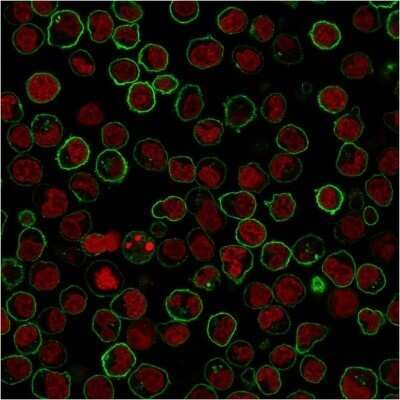 Immunocytochemistry/Immunofluorescence: B220/CD45R Antibody (PTPRC/1783R) - Azide and BSA Free [NBP2-54578] - Paraformaldehyde-fixed Raji cells stained with B220/CD45R Antibody (PTPRC/1783R) followed by Goat anti-rabbit IgG-CF488 (Green). Counterstain is Phalloidin (red).