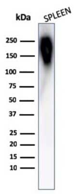 Western Blot: B220/CD45R Antibody (PTPRC/1783R) - Azide and BSA Free [NBP2-54578] - Western Blot Analysis of human spleen tissue lysate using B220/CD45R antibody (PTPRC/1783R).