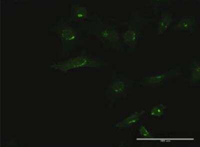 Immunocytochemistry/Immunofluorescence: B3GALT6 Antibody [H00126792-B01P-50ug] -  Purified MaxPab antibody to B3GALT6 on HeLa cell. [antibody concentration 20 ug/ml].