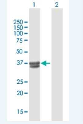 Western Blot: B3GALT6 Antibody [H00126792-B01P-50ug] - Analysis of B3GALT6 expression in transfected 293T cell line  by B3GALT6 MaxPab polyclonal antibody.  Lane 1: B3GALT6 transfected lysate(36.19 KDa).Lane 2: Non-transfected lysate.