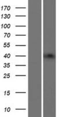 Western Blot Beta-1,3-N-Acetylglucosaminyltransferase 4/B3GNT4 Overexpression Lysate
