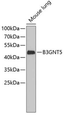 Western Blot: B3GNT5 Antibody [NBP3-03997] - Analysis of extracts of mouse lung, using B3GNT5 antibody . Secondary antibody: HRP Goat Anti-Rabbit IgG (H+L) at 1:10000 dilution. Lysates/proteins: 25ug per lane. Blocking buffer: 3% nonfat dry milk in TBST.