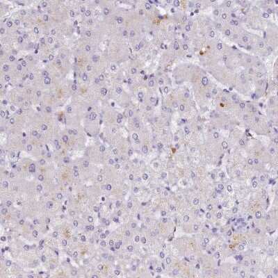 Immunohistochemistry-Paraffin B3GNT8 Antibody - BSA Free