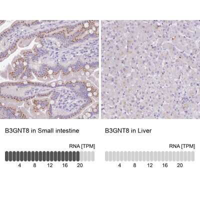 Immunohistochemistry-Paraffin B3GNT8 Antibody - BSA Free