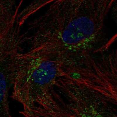 Immunocytochemistry/ Immunofluorescence B3GNT9 Antibody - BSA Free