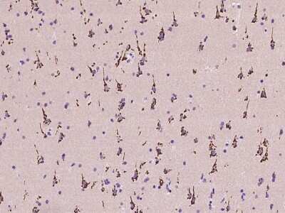 Immunohistochemistry-Paraffin: B4GALNT1 Antibody [NBP2-97401] - Immunochemical staining of human B4GALNT1 in human brain with rabbit polyclonal antibody at 1:100 dilution, formalin-fixed paraffin embedded sections.