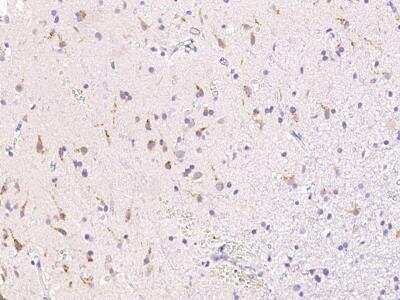 Immunohistochemistry-Paraffin: B4GALNT1 Antibody [NBP2-98806] - Immunochemical staining of human B4GALNT1 in human brain with rabbit polyclonal antibody (1:1000, formalin-fixed paraffin embedded sections).