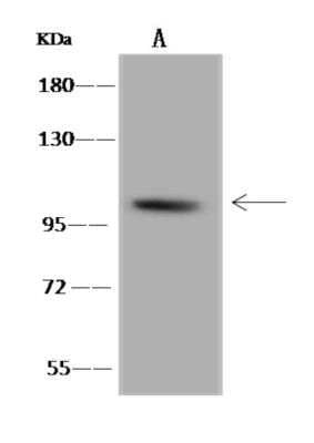 Western Blot B4GALNT3 Antibody - BSA Free