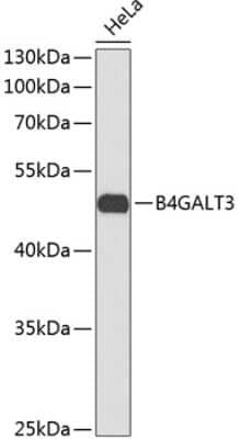 Western Blot: B4GALT3 Antibody [NBP3-03998] - Analysis of extracts of HeLa cells, using B4GALT3 antibody . Secondary antibody: HRP Goat Anti-Rabbit IgG (H+L) at 1:10000 dilution. Lysates/proteins: 25ug per lane. Blocking buffer: 3% nonfat dry milk in TBST.