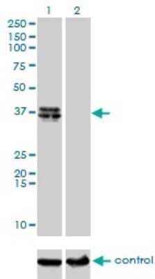 Western Blot: B4GALT4 Antibody (5E2) [H00008702-M01] - Analysis of B4GALT4 over-expressed 293 cell line, cotransfected with B4GALT4 Validated Chimera RNAi ( Cat # H00008702-R01V ) (Lane 2) or non-transfected control (Lane 1). Blot probed with B4GALT4 monoclonal antibody (M01), clone 5E2 (Cat # H00008702-M01 ). GAPDH ( 36.1 kDa ) used as specificity and loading control.