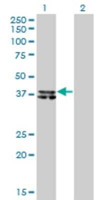 Western Blot B4GALT4 Antibody (5E2) - Azide and BSA Free