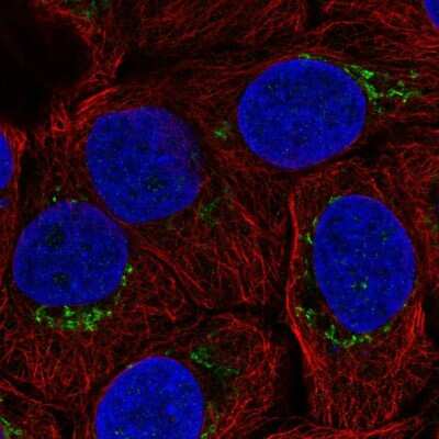 Immunocytochemistry/Immunofluorescence: B4GALT4 Antibody [NBP2-57489] - Staining of human cell line HaCaT shows localization to the Golgi apparatus.