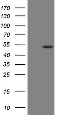 Western Blot B4GALT4 Antibody (OTI8B6) - Azide and BSA Free