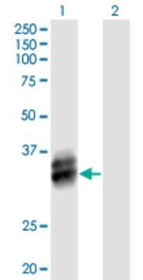 Western Blot: B4GALT4 Antibody [H00008702-B01P] - Analysis of B4GALT4 expression in transfected 293T cell line by B4GALT4 polyclonal antibody.  Lane 1: B4GALT4 transfected lysate(37.84 KDa). Lane 2: Non-transfected lysate.