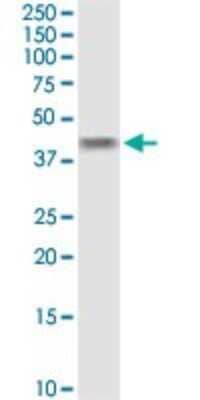 Western Blot: B4GALT4 Antibody [H00008702-D01P] - Analysis of B4GALT4 expression in MCF-7.