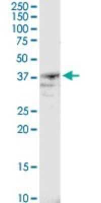 Western Blot: B4GALT4 Antibody [H00008702-D01P] - Analysis of B4GALT4 expression in mouse liver.