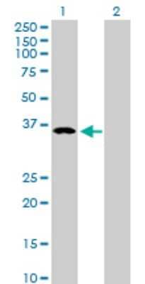 Western Blot: B4GALT4 Antibody [H00008702-D01P] - Analysis of B4GALT4 expression in transfected 293T cell line by B4GALT4 polyclonal antibody.Lane 1: B4GALT4 transfected lysate(40.00 KDa).Lane 2: Non-transfected lysate.