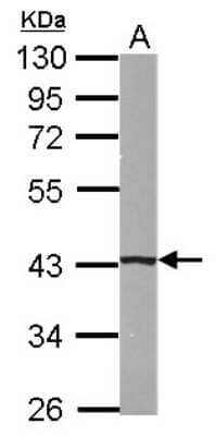 Western Blot: B4GALT5 Antibody [NBP2-14882] - Sample (50 ug of whole cell lysate) A: mouse kidney 10% SDS PAGE; antibody diluted at 1:1000.