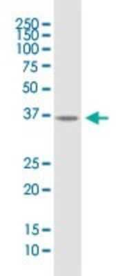 Western Blot: B4GALT7 Antibody [H00011285-B01P] - Analysis of B4GALT7 expression in HepG2.