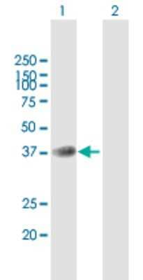 Western Blot: B4GALT7 Antibody [H00011285-B01P] - Analysis of B4GALT7 expression in transfected 293T cell line by B4GALT7 polyclonal antibody.  Lane 1: B4GALT7 transfected lysate(35.97 KDa). Lane 2: Non-transfected lysate.