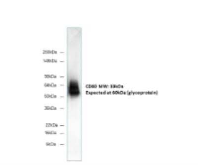 Western Blot: B7-1/CD80 Antibody (62N3G8) - Azide and BSA Free [NBP2-80588] - Analysis in human Raji lymphoma cells. Image from the standard format of this antibody.