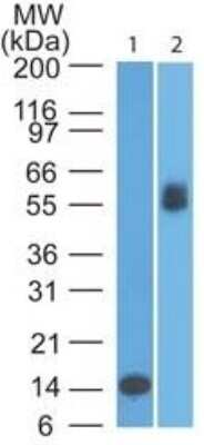 Western Blot: B7-1/CD80 Antibody (62N3G8) - Azide and BSA Free [NBP2-80588] - Analysis of CD80 in A) a partial recombinant protein and B) Daudi lysate using this antibody at 0.1 and 1 g/ml, respectively. Goat anti-mouse Ig HRP secondary antibody and PicoTect ECL substrate solution were used for this test. Image from the standard format of this antibody.