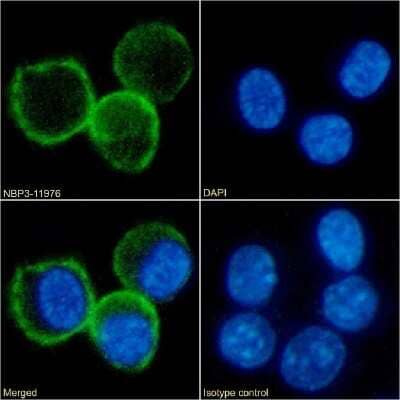 Immunocytochemistry/Immunofluorescence: B7-1/CD80 Antibody (RM80) - Chimeric [NBP3-11976] - Immunofluorescence analysis of paraformaldehyde fixed RAW264.7 cells on Shi-fix(TM) coverslips stained with the chimeric rabbit IgG version of RM80 (NBP3-11976) at 10 ug/ml for 1h followed by Alexa Fluor(R) 488 secondary antibody (2 ug/ml), showing membrane staining. The nuclear stain is DAPI (blue). Panels show from left-right, top-bottom NBP3-11976, DAPI, merged channels and an isotype control. The isotype control was an unknown specificity antibody followed by staining with Alexa Fluor(R) 488 secondary antibody.