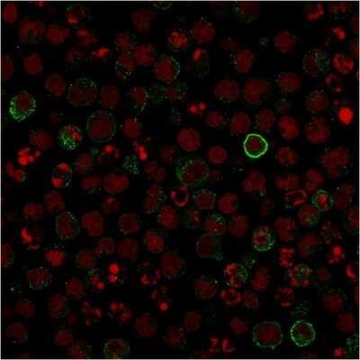 Immunocytochemistry/Immunofluorescence: B7-2/CD86 Antibody (C86/1146) - Azide and BSA Free [NBP2-47778] - Confocal Immunofluorescence image of Raji cells using B7-2/CD86 Antibody (C86/1146) followed by goat anti-Mouse IgG conjugated with CF488 (green). Red Dot is used to label the Nuclei (red).