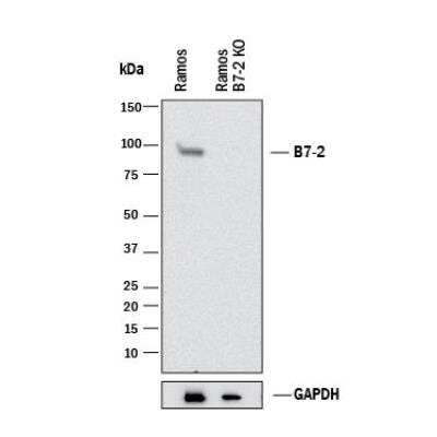 Western Blot: B7-2/CD86 Antibody (C86/1146) - Azide and BSA Free [NBP2-47778] - Western blot shows lysates of Ramos human Burkitt's lymphoma parental cell line and B7-2 knockout (KO) Ramos cell line. PVDF membrane was probed with 1.0 ug/mL of Mouse Anti-Human B7-2 Monoclonal Antibody (Catalog # NBP2-47778) followed by HRP-conjugated Anti-Mouse IgG Secondary Antibody (Catalog #HAF018). Specific band was detected for B7-2 at approximately 90 kDa (as indicated) in the parental Ramos cell line, but is not detectable in the knockout Ramos cell line. This experiment was conducted under reducing conditions.