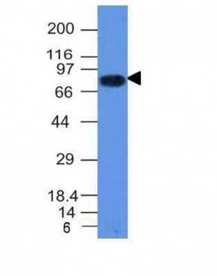 Western Blot: B7-2/CD86 Antibody (C86/1146) - Azide and BSA Free [NBP2-47778] - Analysis of Daudi Cell Lysate using CD86 Monoclonal Antibody (C86/1146).