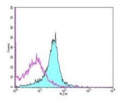 Flow Cytometry: B7-H1/PD-L1/CD274 Antibody (MIH5) [Biotin] [NBP1-43506] - Staining of C57Bl/6 splenocytes with 0.125 ug of Rat IgG2a Isotype Control Biotin (open histogram) or 0.125 ug of Anti-Mouse (B7-H1) Biotin (filled histogram) followed by Streptavidin PE. Total viable cells were used for analysis.