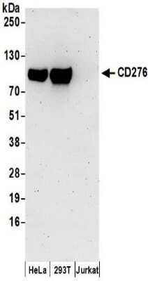 Western Blot: B7-H3/CD276 Antibody [NBP2-32250] - Samples: Whole cell lysate (50 ug) prepared using NETN buffer from HeLa, 293T, and Jurkat cells. Antibodies: Affinity purified rabbit anti-CD276 antibody NBP2-32250 used for WB at 0.1 ug/ml. Detection: Chemiluminescence with an exposure time of 3 minutes.