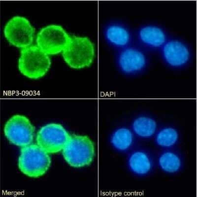 Immunocytochemistry/Immunofluorescence: B7-H4 Antibody (7A1-6) - Chimeric [NBP3-09034] - Immunofluorescence analysis of paraformaldehyde fixed RAW264.7 cells on Shi-fix(TM) coverslips stained with the chimeric rabbit IgG version of 7A1-6 (NBP3-09034) at 10 ug/ml for 1h followed by Alexa Fluor(R) 488 secondary antibody (2 ug/ml), showing membrane staining. The nuclear stain is DAPI (blue). Panels show from left-right, top-bottom NBP3-09034, DAPI, merged channels and an isotype control. The isotype control was an unknown specificity antibody followed by staining with Alexa Fluor(R) 488 secondary antibody.
