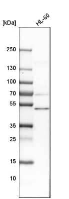 Western Blot: B7-H6 Antibody [NBP1-91144] - Analysis in human cell line HL-60.