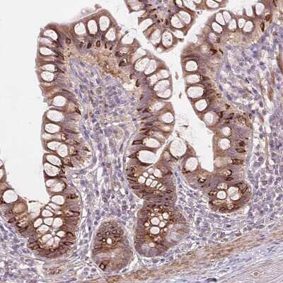 Immunohistochemistry-Paraffin: B7-H7/HHLA2 Antibody [NBP2-49187] - Staining of human small intestine shows moderate to strong granular cytoplasmic positivity in glandular cells.