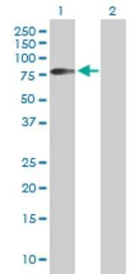 Western Blot: B7-H7/HHLA2 Antibody [H00011148-B01P] - Analysis of HHLA2 expression in transfected 293T cell line by HHLA2 polyclonal antibody.  Lane 1: HHLA2 transfected lysate(45.54 KDa). Lane 2: Non-transfected lysate.