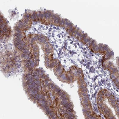 Immunohistochemistry-Paraffin: B9D2 Antibody [NBP1-91694] - Staining of human fallopian tube shows distinct positivity in ciliated cells.